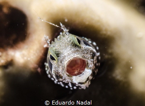 open big!!!!!!! by Eduardo Nadal 